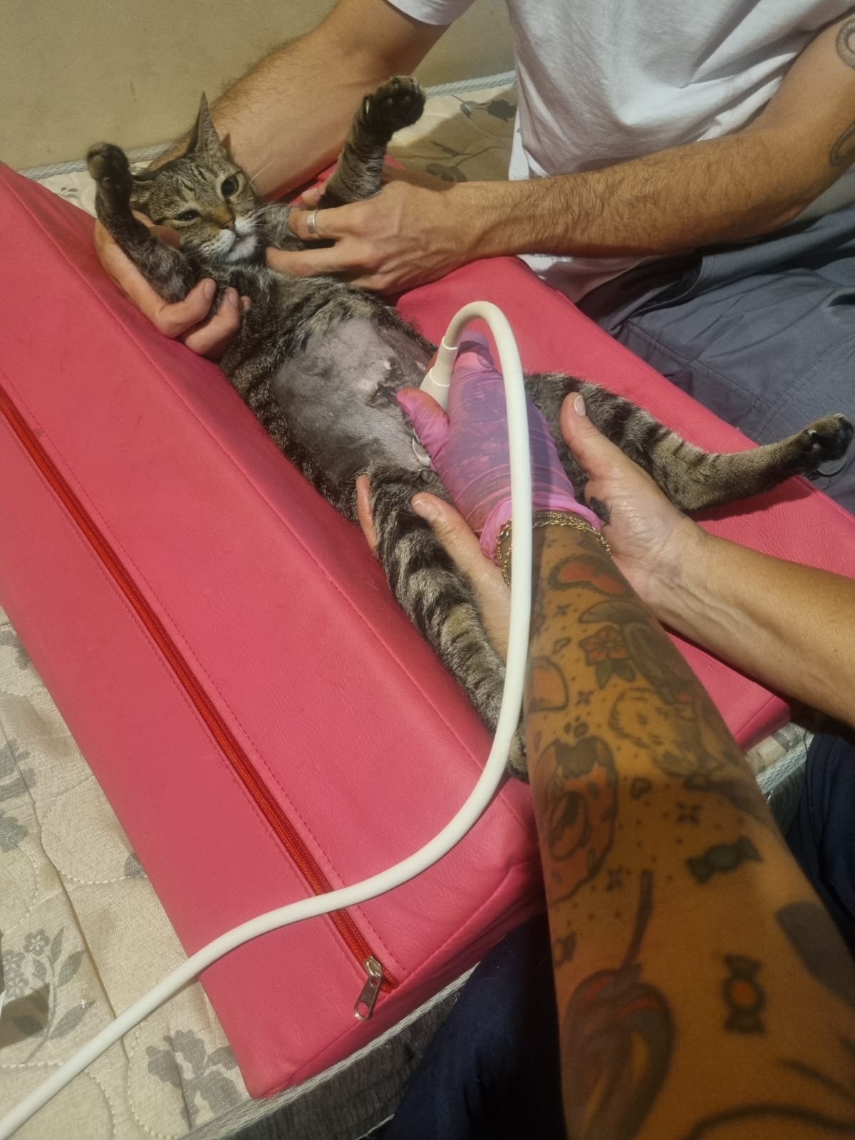 Exame veterinário Ultrapatas